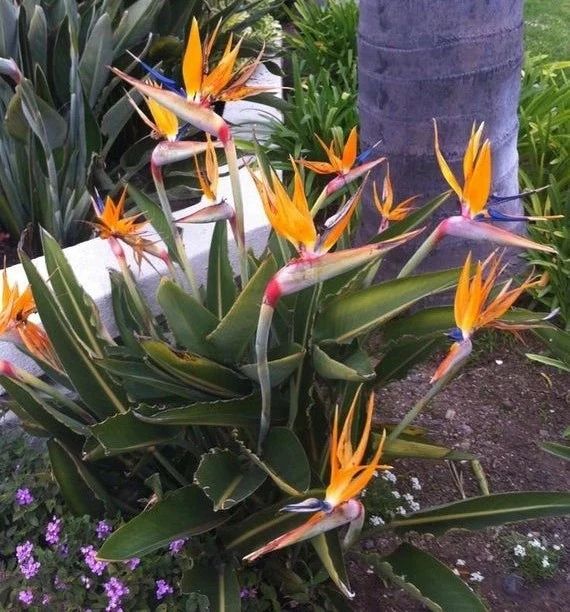 适合室内不怕晒的植物,适合潮湿环境养的植物