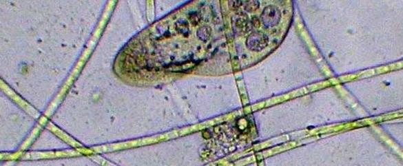 电脑上都自带放大镜功能,电脑上如何使用放大镜