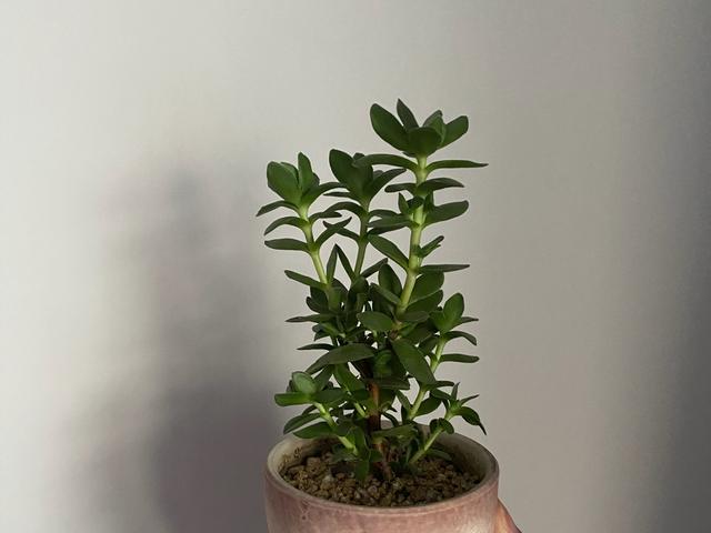 多肉天狗之舞应该如何管理养护,天狗之舞多肉有什么功效