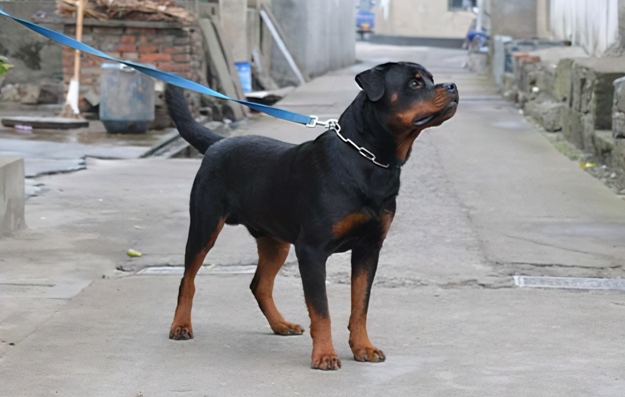 最不该喂罗威纳这些食物，很多你可能经常给它吃