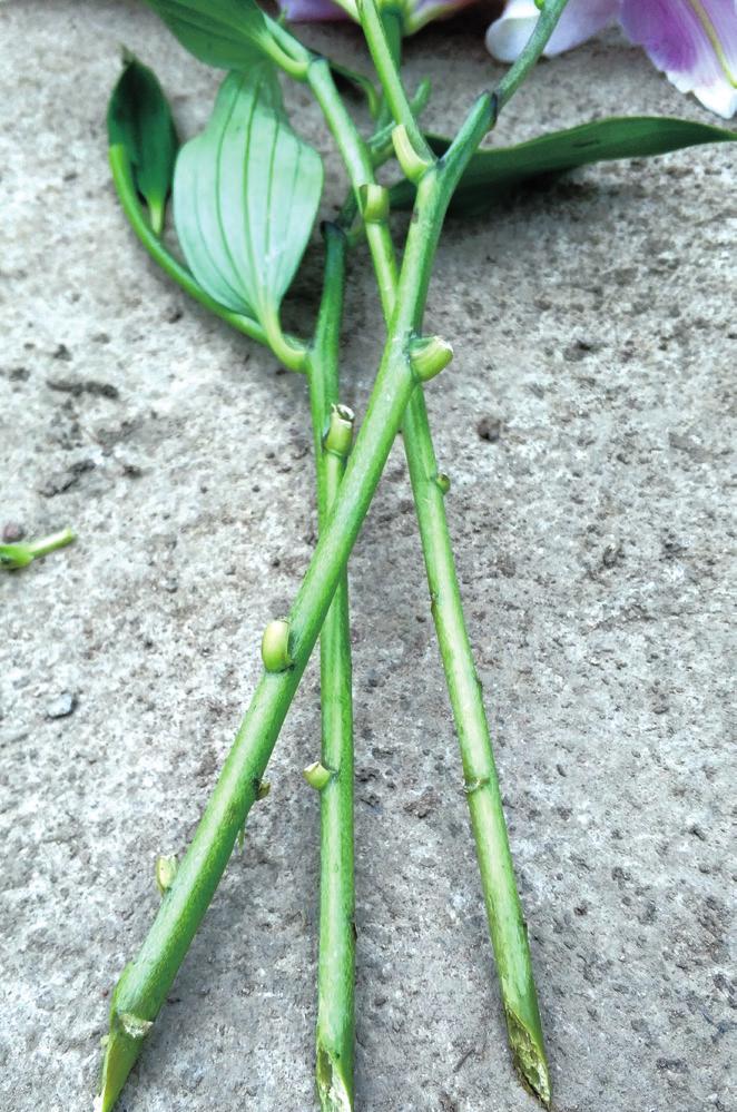 鲜切花圣心百合养护,百合鲜切花养护方法