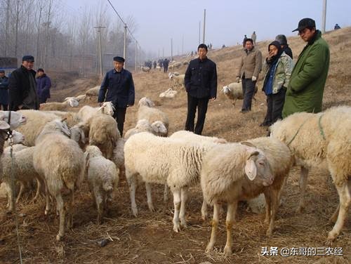 怎样养羊赚钱养羊技术大全,正确养羊方法和注意事项