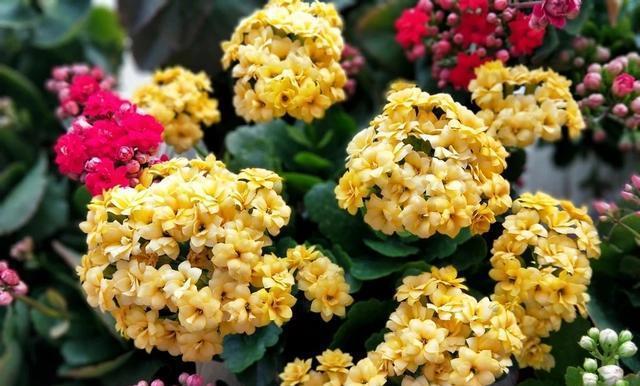 长寿花长得又粗又壮就是不开花,长寿花不开花浇啤酒行吗