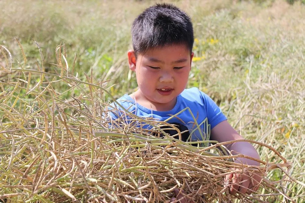 临安最好的小学是哪个,临安小学入学要求