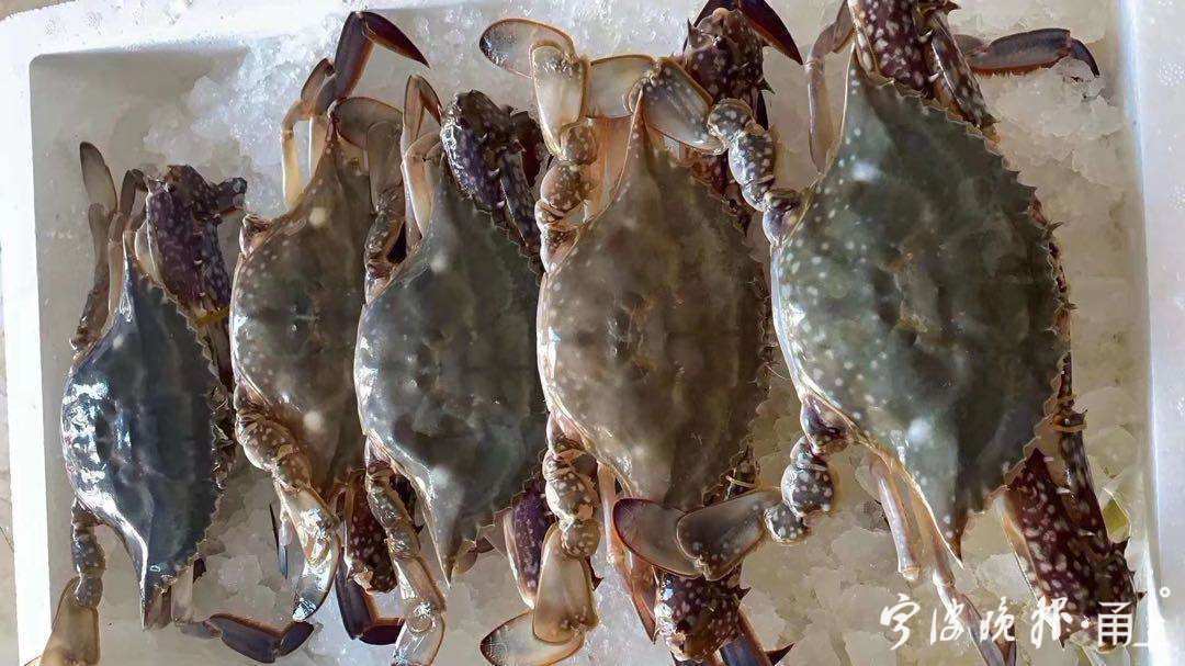 宁波人爱吃什么橘子,宁波人爱吃的毛蛤