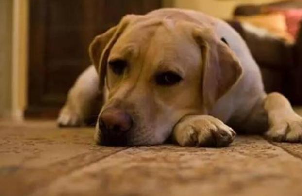 狗狗总是乱尿?教你排查原因+解决乱尿问题