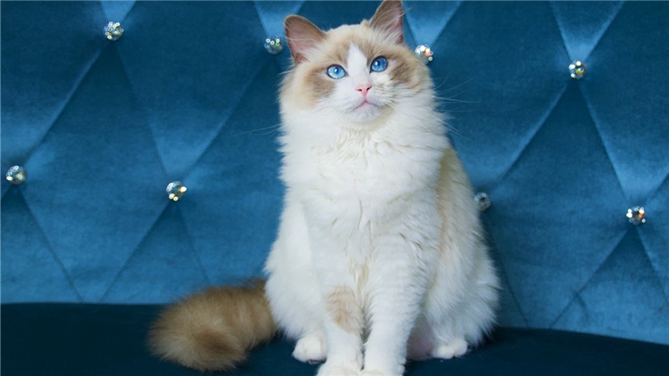 猫咪眼屎多的原因和处理方法,猫咪眼屎特别多