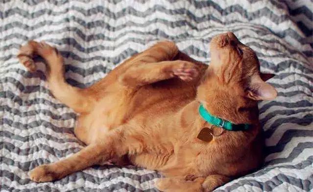 狗狗身上有虱子跳蚤怎么办,怎样能杀死狗狗身上跳蚤