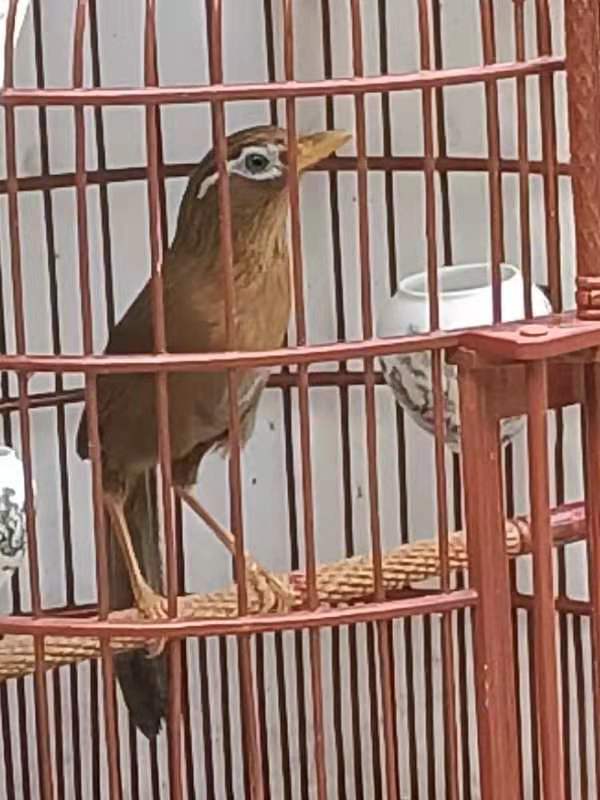 画眉鸟挑选的正确方法,画眉鸟入门基础知识