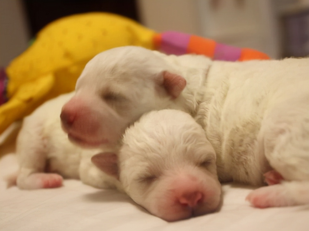 在路边捡到小奶狗,捡到小奶狗要不要洗澡