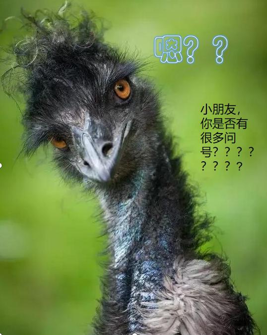 非洲鸵鸟与澳洲鸵鸟怎么区别,澳洲鸵鸟和非洲鸵鸟区别在哪里