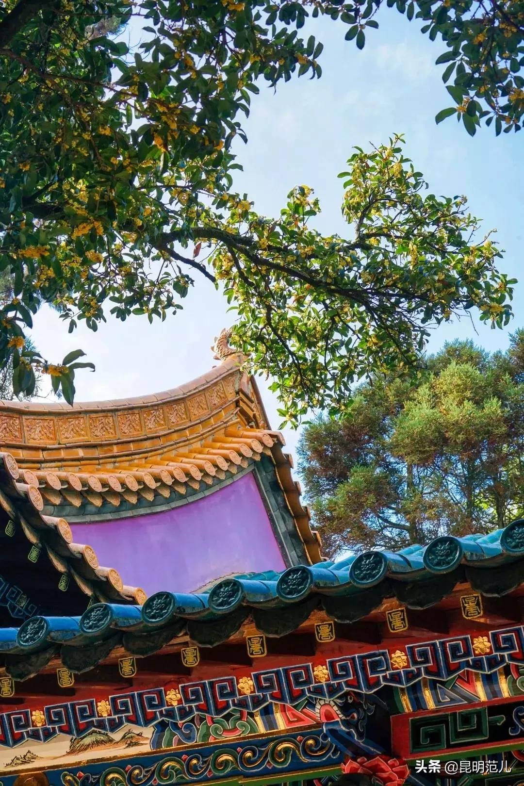 桂花落雨满园香|来黑龙潭公园感受初秋的气息