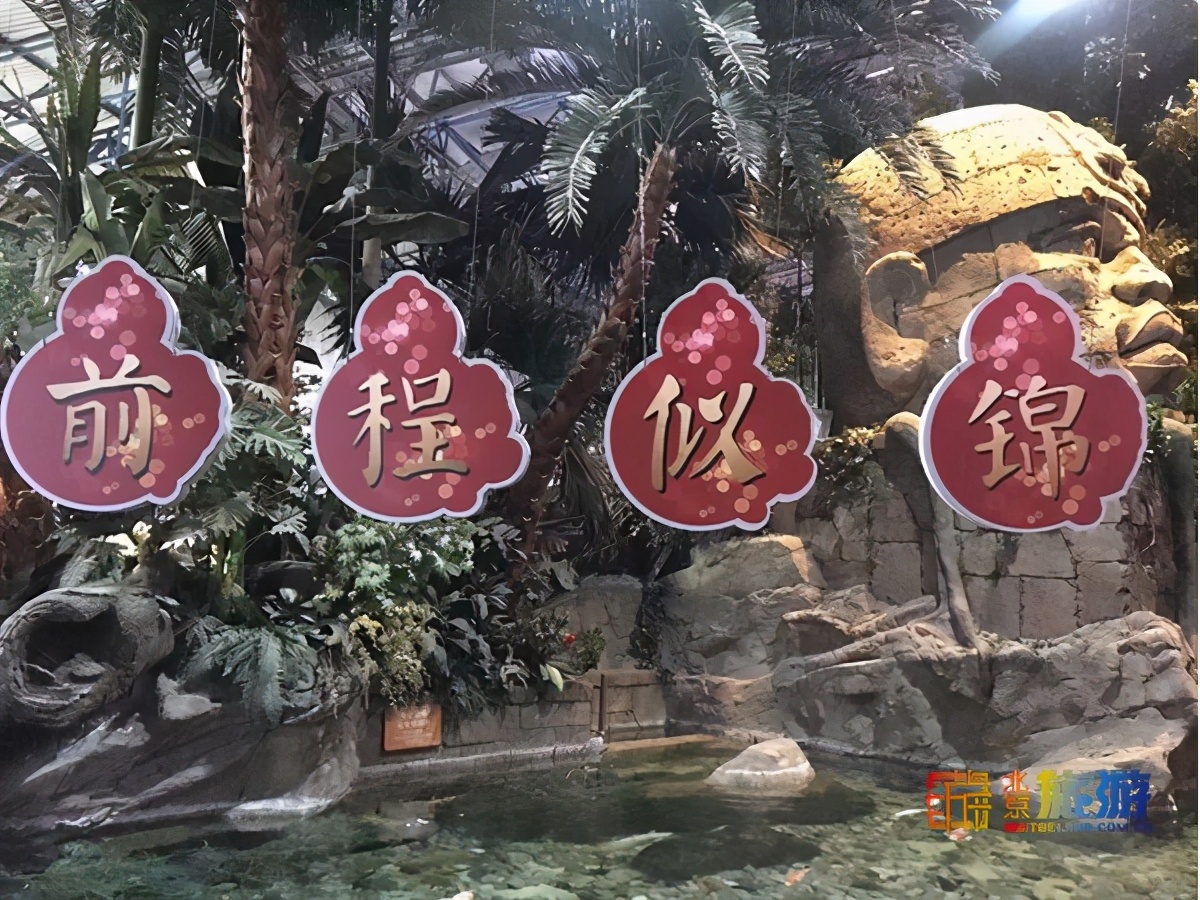 北京海洋馆超大锦鲤,北京海洋馆锦鲤