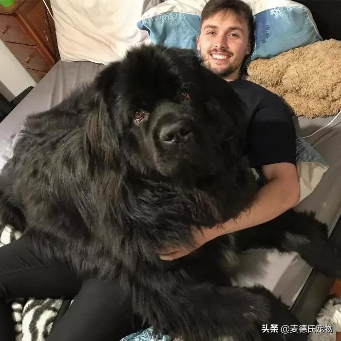 纽芬兰犬好养吗,纽芬兰犬为什么不建议养