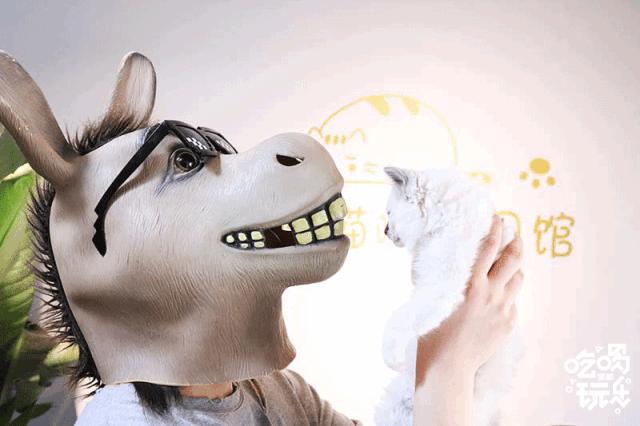 软萌暴击！邯郸这家高颜值猫咖上线，“吸猫”终于提上日程！