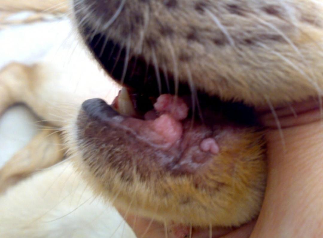 狗狗口炎和口腔癌的区别,狗狗口炎症状图