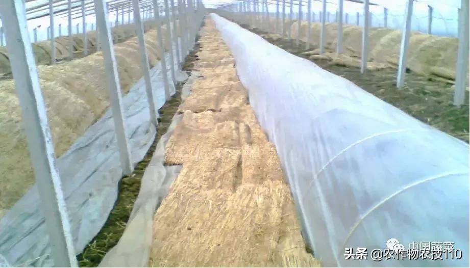 西瓜栽培技术全面的文字解释,西瓜栽培技术和方法