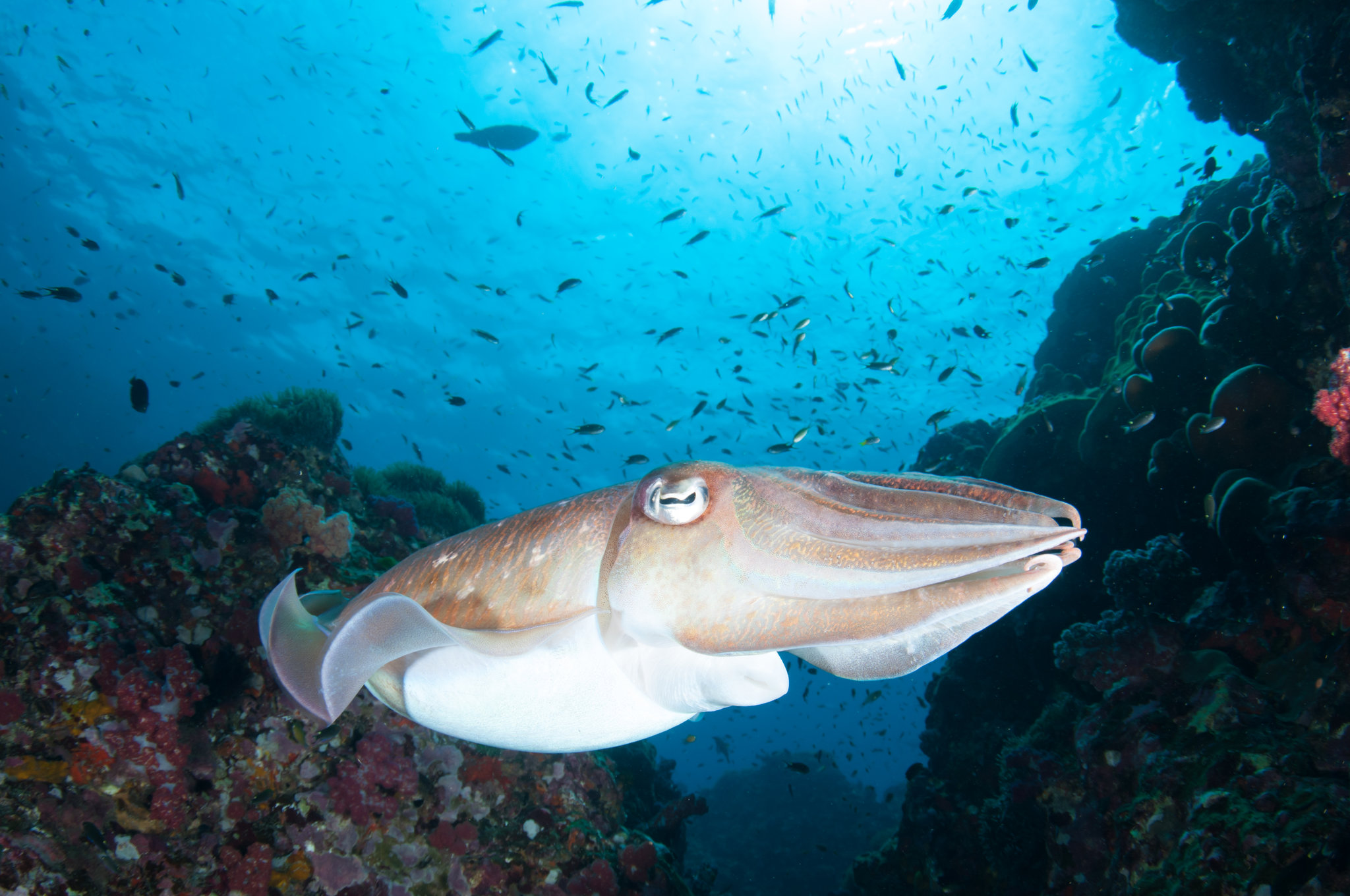 三个不可思议的外星生命新发现,有史以来最厉害的外星生物