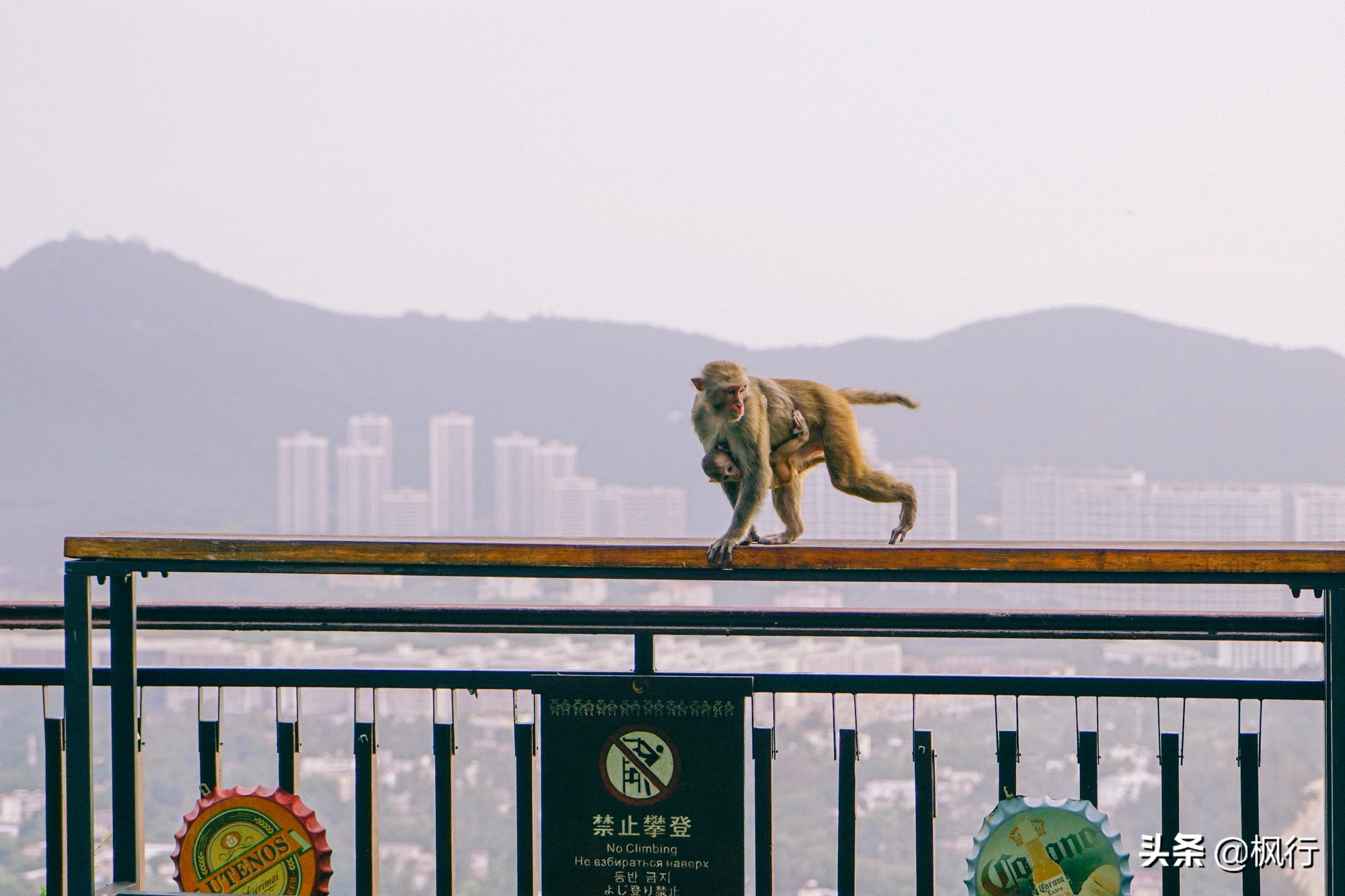被猴子袭击，门票昂贵，拍照被轰，被我全程吐槽的三亚到底值不值