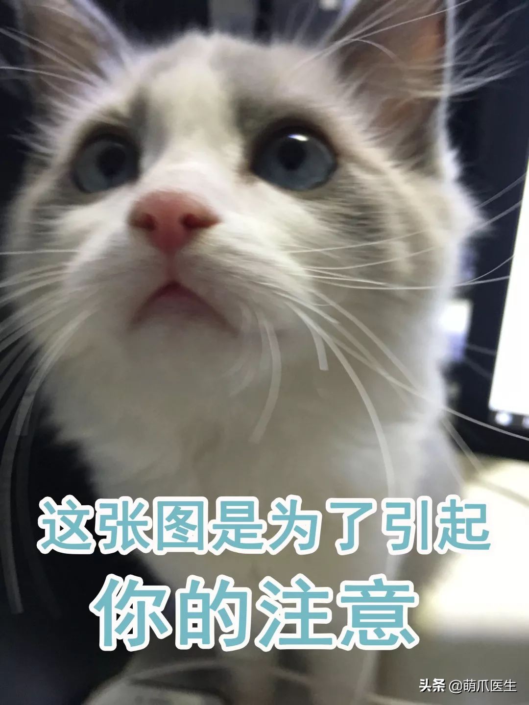 猫这篇文章告诉我们一个什么道理,猫奴的深度解读