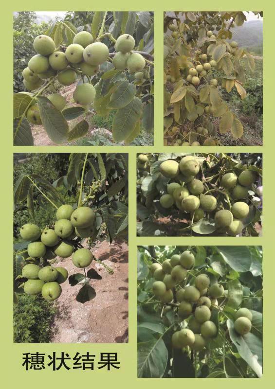 特早熟高产核桃,核桃硒府一号南方种植