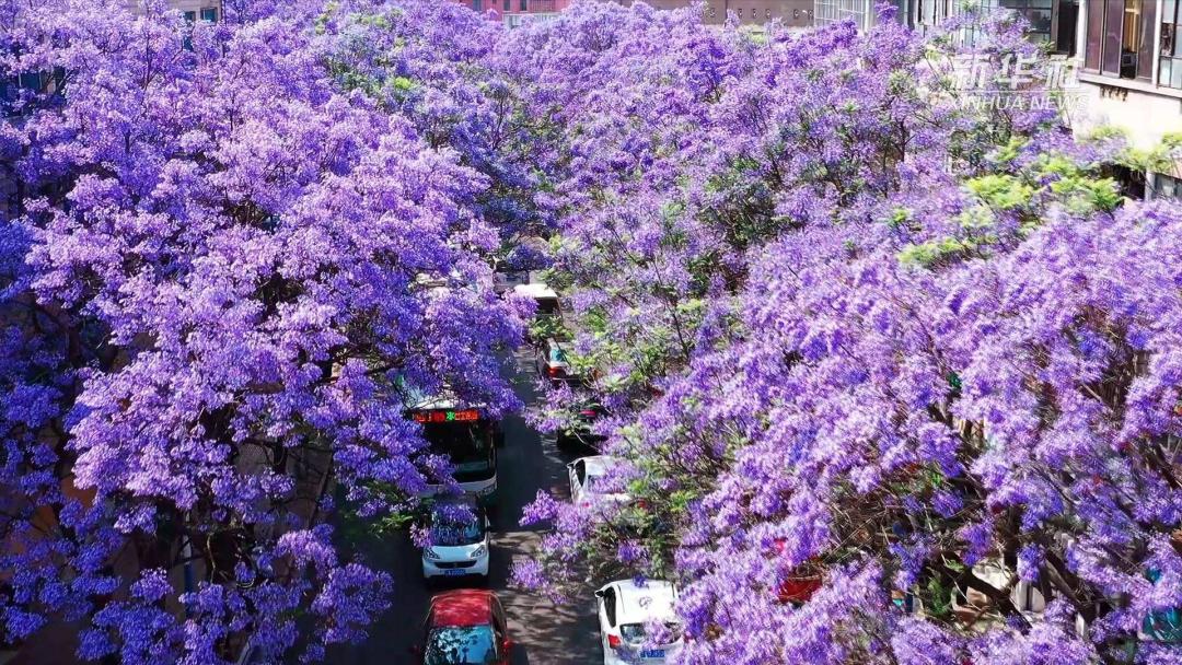 被大理丽江掩盖风头又怎样？它才是云南No.1！5月它太美了