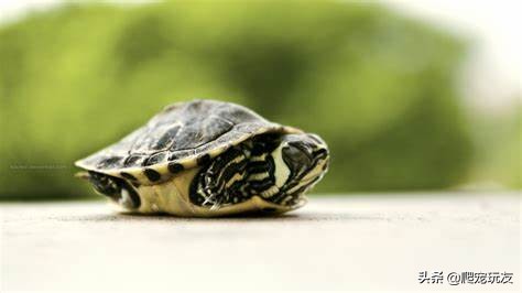 小草龟在晒台不下水,家里的龟一直不爬晒台晒背