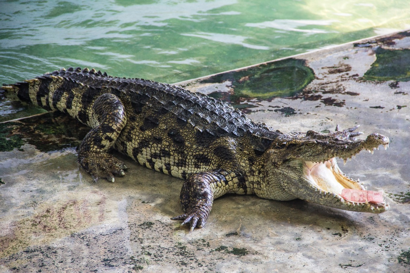 武安市放生鳄鱼抓住了吗,河北武安市放生鳄鱼