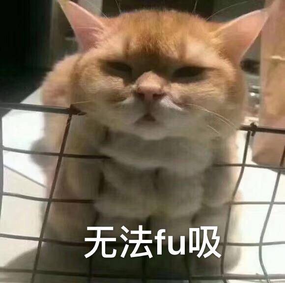 猫毛梳毛神器推荐,去猫毛神器推荐实测有效第一