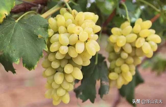 金手指葡萄如何种植,金手指与美人指葡萄哪个易种植