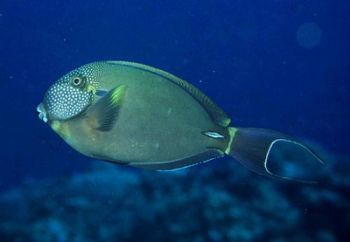 十大最好看的观赏鱼图片大全,十种最漂亮的观赏鱼图片