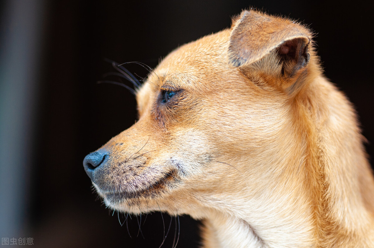 中华田园犬的优缺点及性格,中华田园犬幼犬有人歧视吗