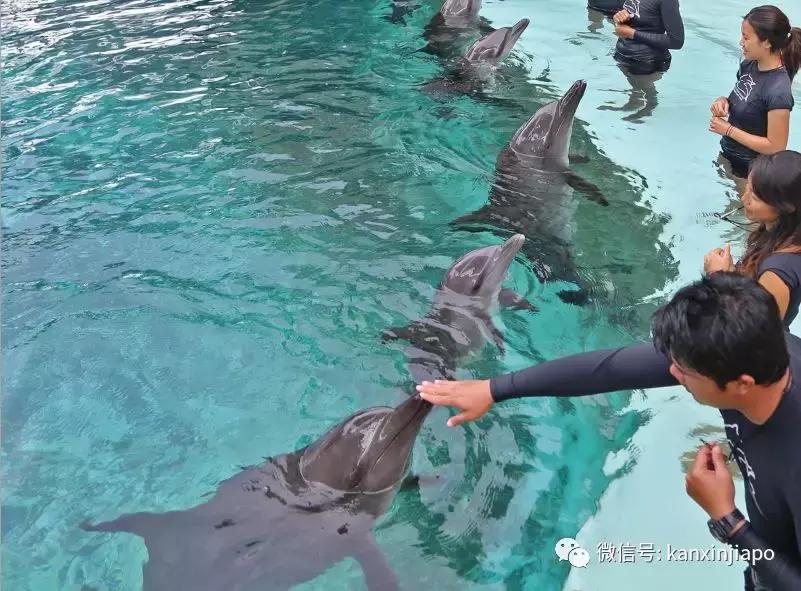 圣淘沙名胜世界视频,圣淘沙名胜世界30分钟打卡