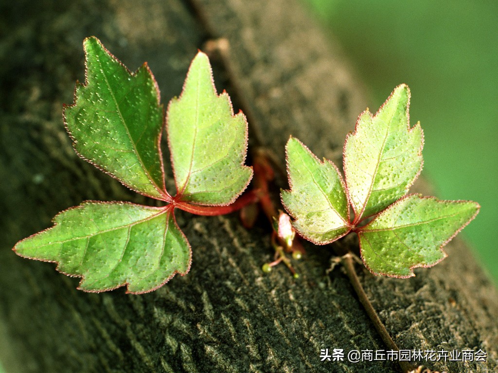 花卉绿叶萎蔫是啥原因如何救,花卉枯萎了如何补救