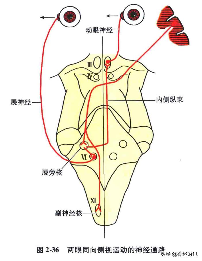 脑干解剖,脑干神经解剖
