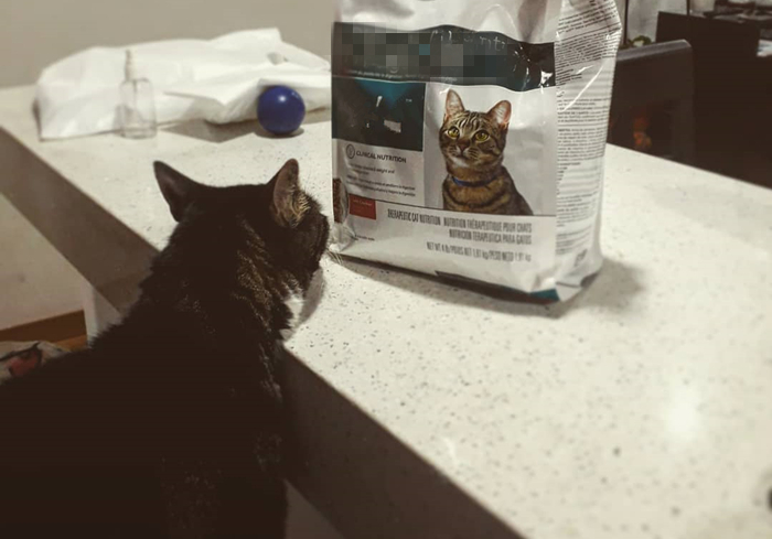 15岁猫咪慢性肾病治疗,猫咪肾病