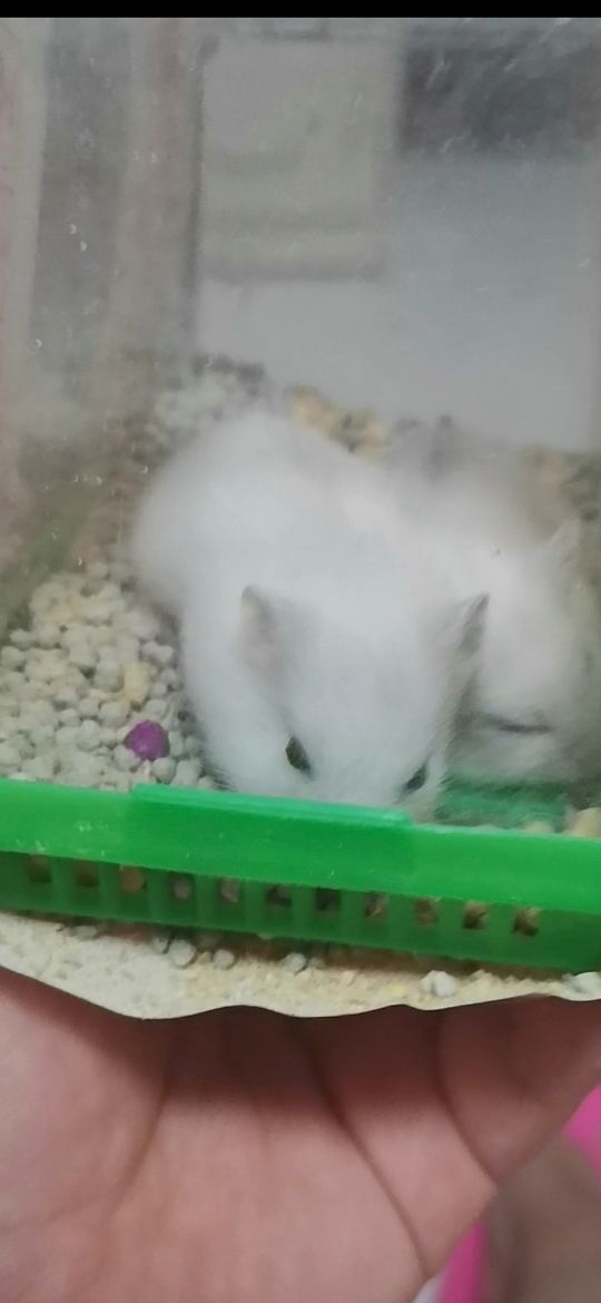 新手养仓鼠还是金丝熊,新手可以养布丁仓鼠吗