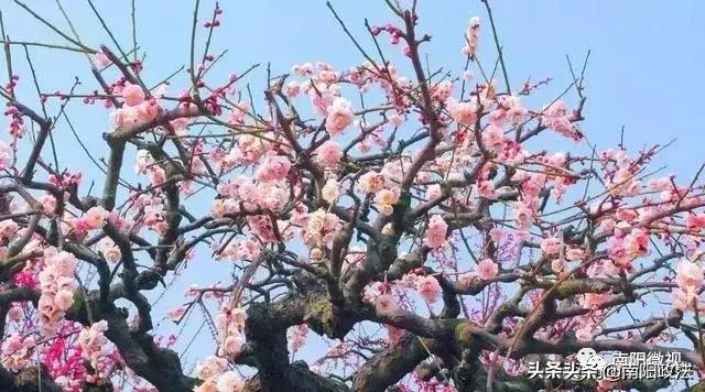 南阳春天踏青,南阳有哪些适合春游的地方