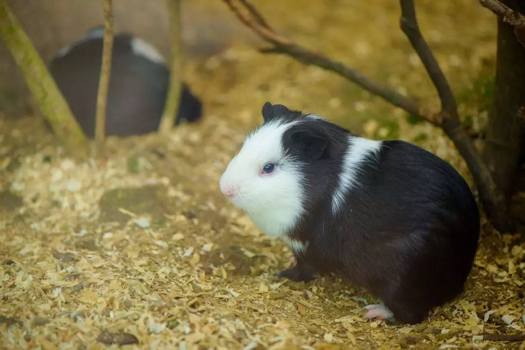 1只能卖50元，成本5块不到，城里“弄潮儿”都爱养，致富新路子