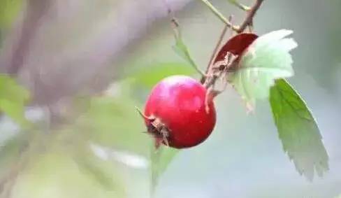 鍘熸潵鏂扮枂鐨勬按鏋滃姝ょ敎,鍘熸潵涓滃寳鐨勫湡鐗逛骇