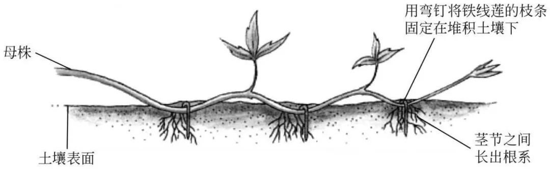 压条属于根繁殖还是茎繁殖,压条繁殖包括哪三种方式