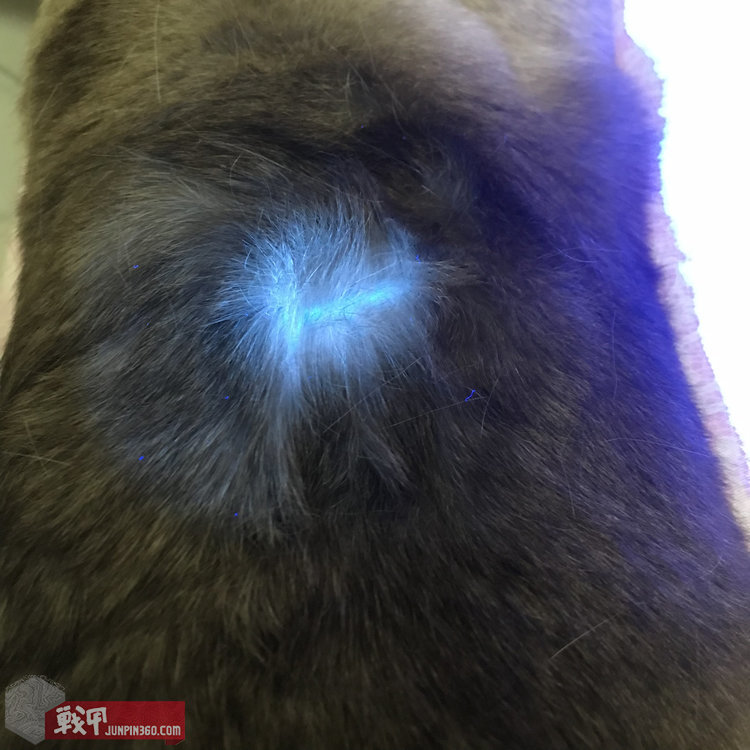 猫猫健康探照灯——纳丽德Dr.K3UV伍德灯简评