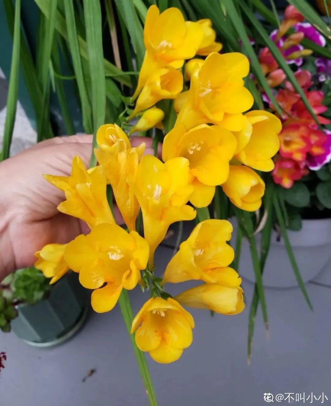 耐养的香水花,种室内香水花