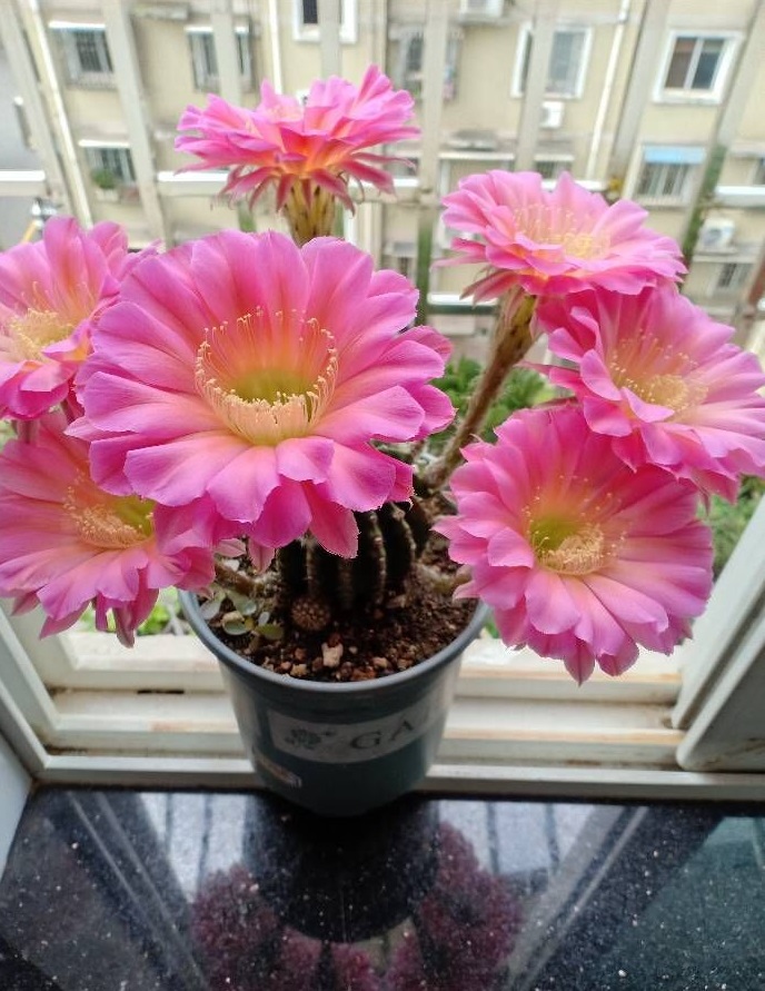 八种会开花的仙人球，每年花开好几次，美丽又好养，新手也能种