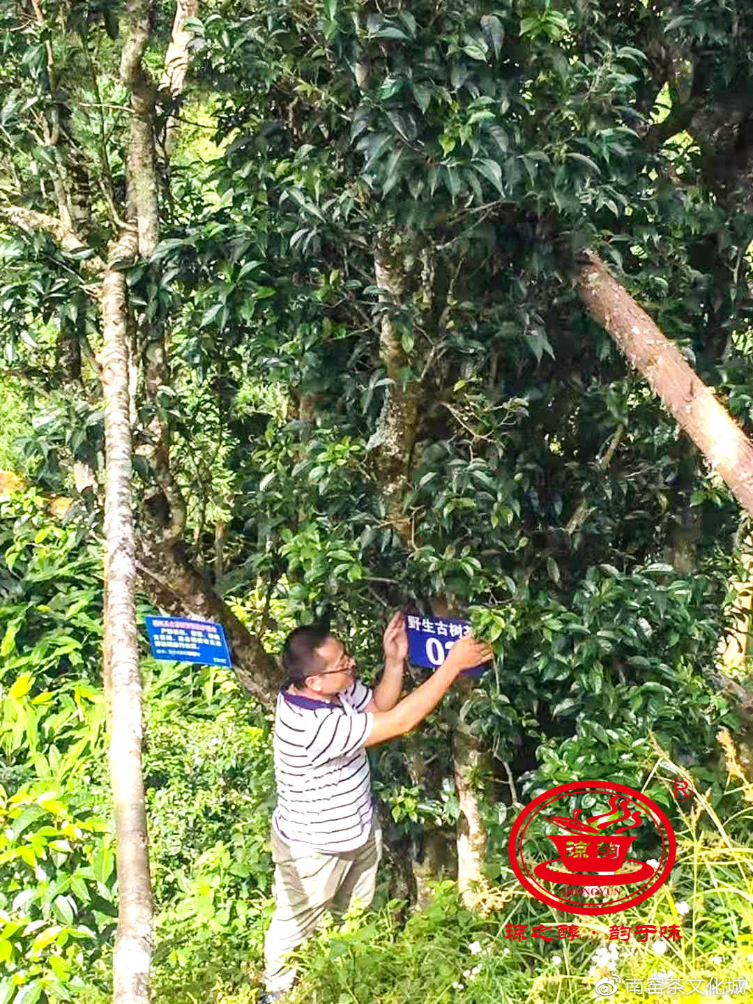 琼之醇茶业,琼之醇茶业图片