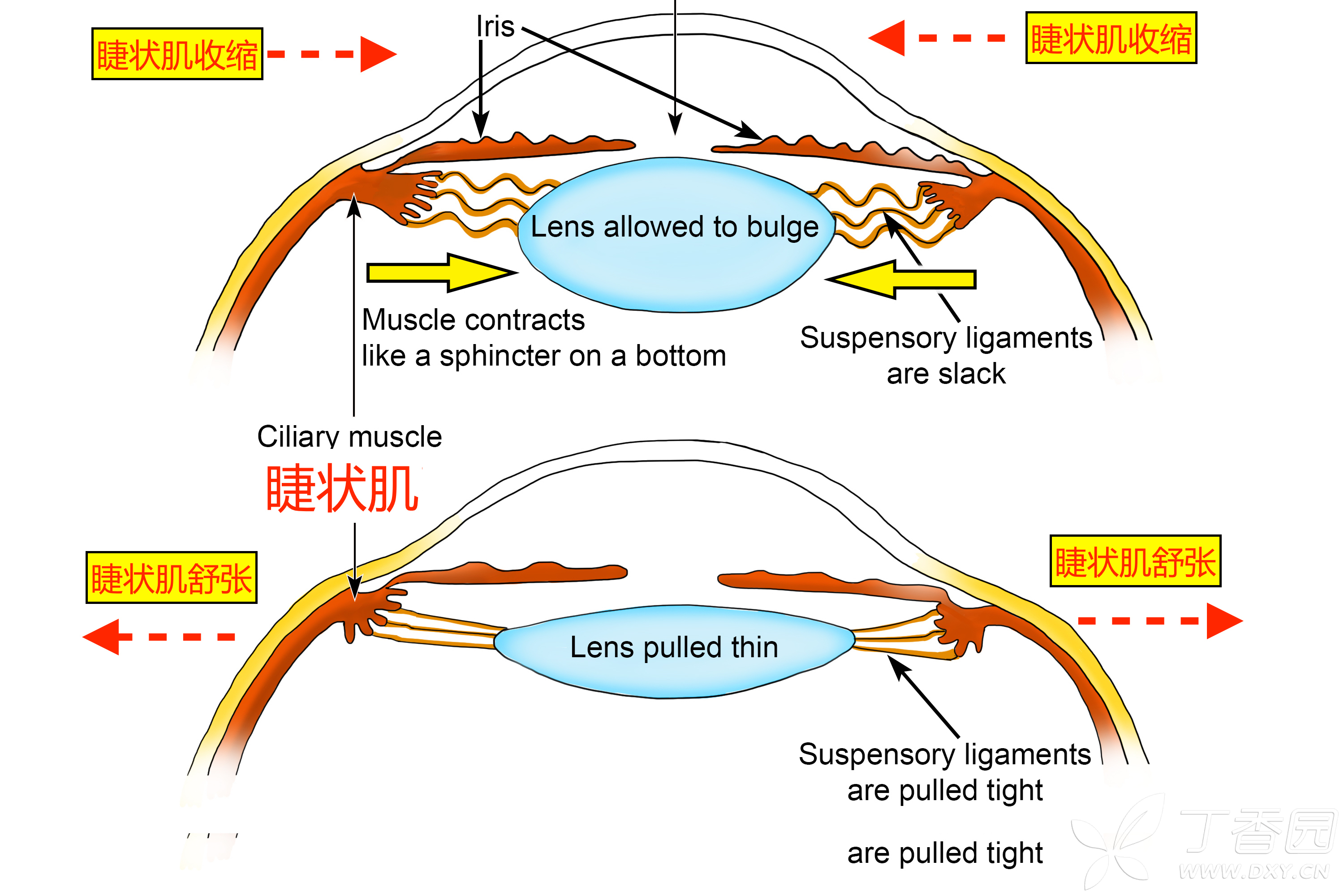 眼药水常识大全图解,眼药水到底挑不挑成份