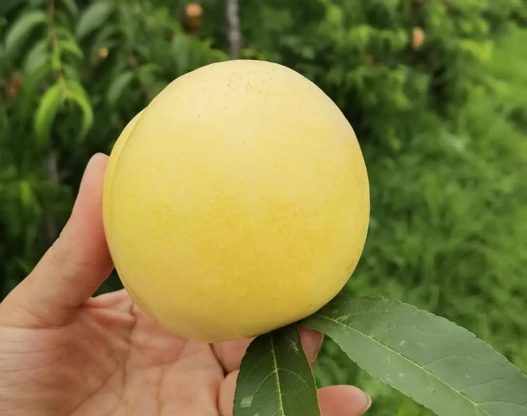 山水望城，“桃”醉你我，通体洁白、如羊脂玉般的蜜桃您见过吗？