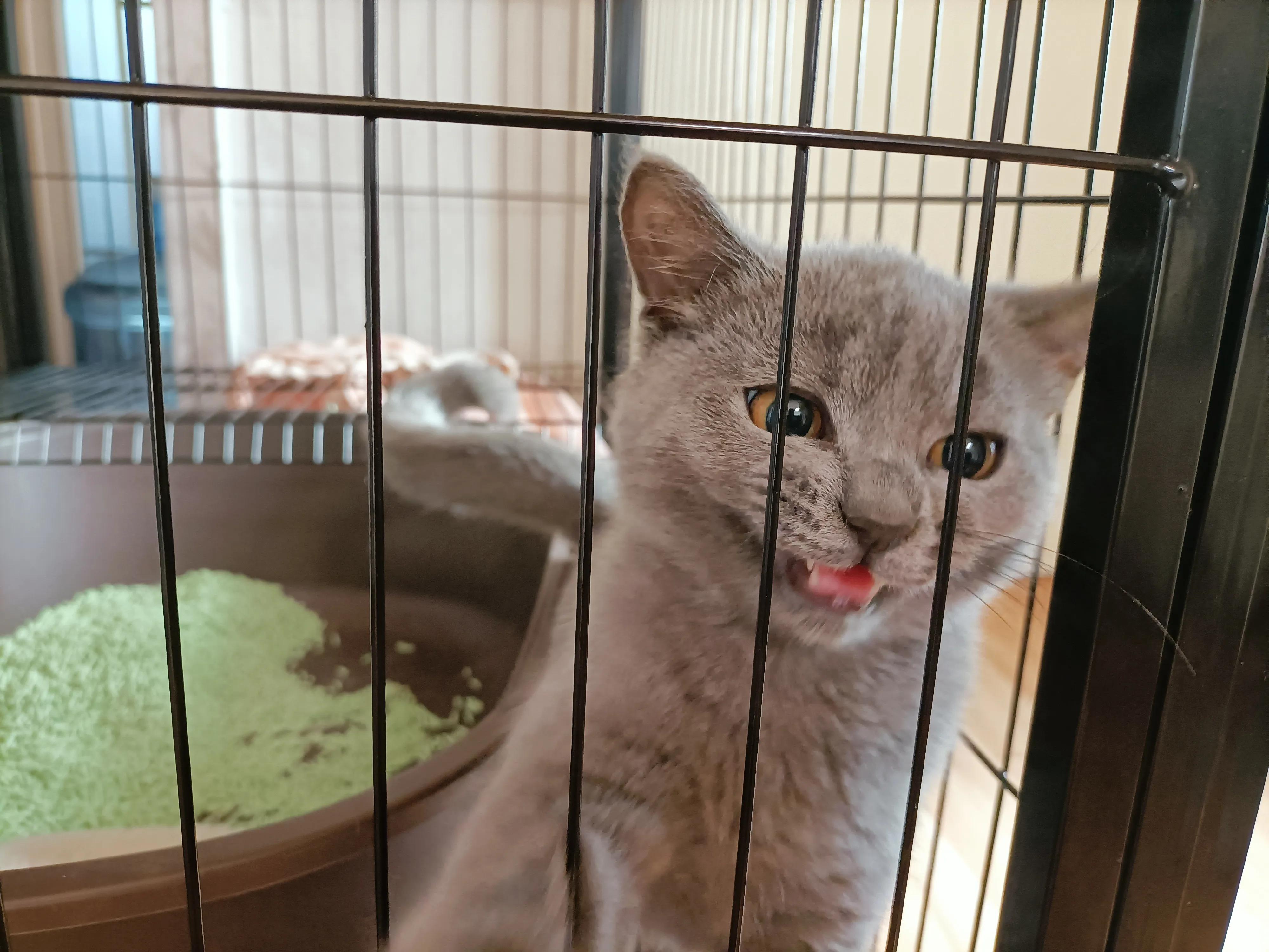 猫笼养等同虐待吗,可以养小猫咪吗