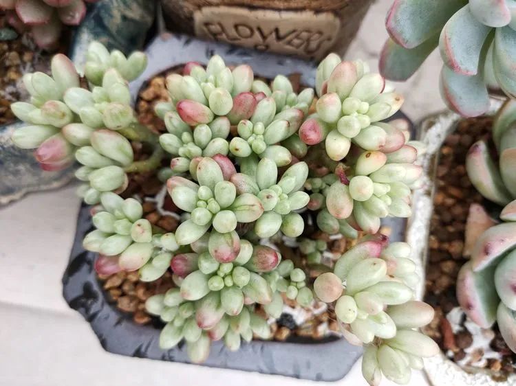 疫情期间在家欣赏多肉,疫情期间被多肉治愈