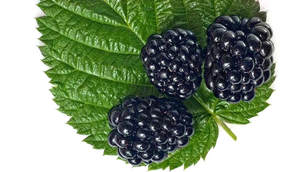 黑树莓的品种有哪些,红树莓与黑树莓
